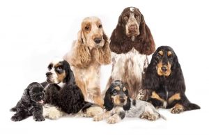 18 Different Types of Spaniels – What Kind is Your Favorite – Nayturr