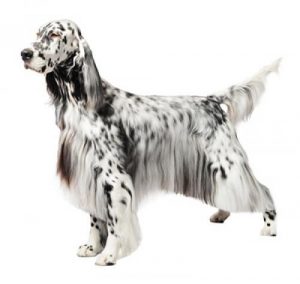Información sobre la raza de perro Setter inglés | Purina ®