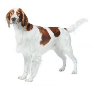Información sobre la raza de perro Setter irlandés rojo y blanco | Purina ®