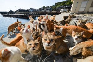 Lee más sobre el artículo Aoshima; la isla de los gatos